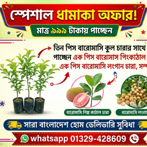 বারোমাসি কুল চারার স্পেশাল কম্বো