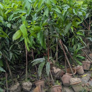 প্যাকেজ–১ | বিদেশি আমের ৫টি চারা